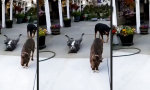 Lustiges Video : Das Mainzer Mädchen machen