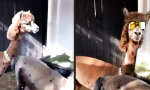 Mit Alpaca-Style ins Wochenende