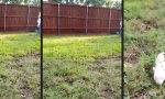 Lustiges Video : Die Alternative zum Wachhund