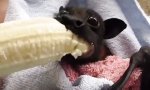 Funny Video - Mit der richtigen Mampf-Grimasse