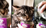 Movie : Mieze auf Minze