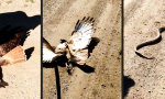 Movie : Vogel fängt Schlange fängt Vogel