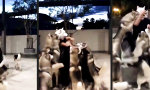 Lustiges Video - Howl to the Husky King