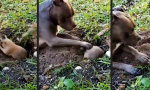 Funny Video : Alan? Rose? Rüdiger?