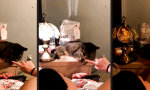 Movie : Der Katzendimmer