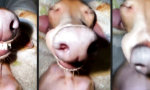 Funny Video : Der schnarchende Hund