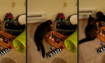 Movie : Kitty in a Box