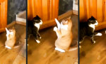 Movie : Level 9000 cat