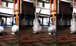 Lustiges Video : Fuck yeah, I´m a Bird
