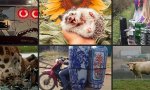 Donnerstag Fun PicDump #389