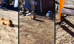 Funny Video - Mortal Wombat