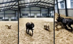 Lustiges Video - Unser Esel ist nun Raubtier-Dompteur