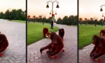 Funny Video - Affige Skater Gang