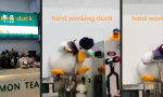 Lustiges Video : Gans gut durchgeschüttelt