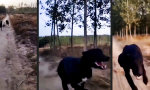Lustiges Video - So schnell wie der Wind