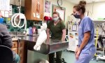 Ablenkungsmanöver beim Tierarzt
