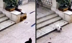 Lustiges Video - Mopsi Dick läuft auf Grund