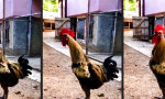 Lustiges Video - Da bleibt dem Hahn die Spucke weg