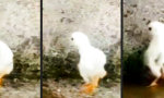 Lustiges Video - Coolstes Chick im Block