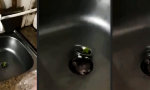 Funny Video - Die Alarmanlage ausgetrickst