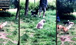 Funny Video : Introvertierte Schnüffler