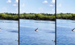 Funny Video : Schnappi ärgern