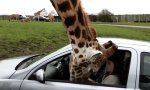 Funny Video : Giraffe rein, Gehirn raus