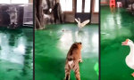 Funny Video : Tiger auf wilder Gänsejagd