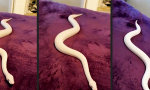 Movie : Mission Unslitherable