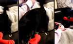 Lustiges Video : Leicht reizbar