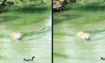 Lustiges Video : Dicken Schnabel riskieren