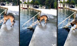 Lustiges Video : Solo Entertainer