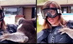 Movie : Vorsicht ist die Mutter der Koala-Begegnung
