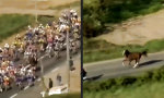 Tour de Jument