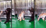 Lustiges Video : Wecke den Bären in dir
