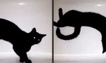 Akrobaten-Katze