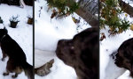 Drogenhund bleibt Drogenhund