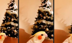 Movie : Jingle Bird