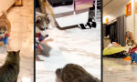 Lustiges Video : Chucksies sind die besten Schlittenhunde