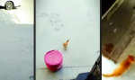 Funny Video : Meine schöne Heimat