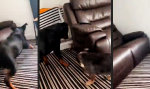 Funny Video - Kanine Abenteuer-Couch