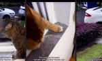 Lustiges Video : Nie wieder fremdgehen