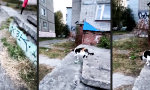 Einmal Ghettokatze, immer Ghettokatze