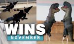 Lustiges Video - WIN Compilation November 2024