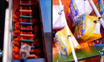 Funny Video : Hamster vs Mensch