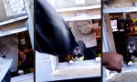 Funny Video - Paw Bump zum Abschied