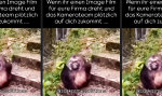 Lustiges Video : Corporate Monkey Business: Authentizität auf Knopfdruck