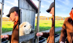 Funny Video : Instant Lama