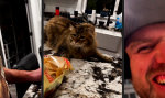 Funny Video - Wo sich Wolf und Katze Gute Nacht sagen