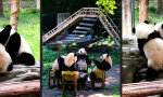Pandamonium: Tollpatschige Pandas in Aktion